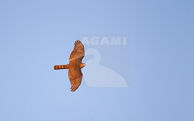 Adult Sharp-shinned Hawk (Accipiter striatus) in flight showing topside in Cape May, New Jersey, USA, during autumn migration. stock-image by Agami/Helge Sorensen,