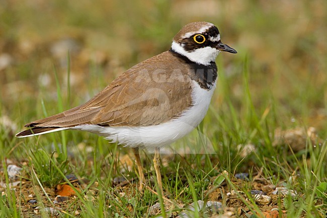 Kleine Plevier in zit; Little Ringed Plover on the ground stock-image by Agami/Daniele Occhiato,