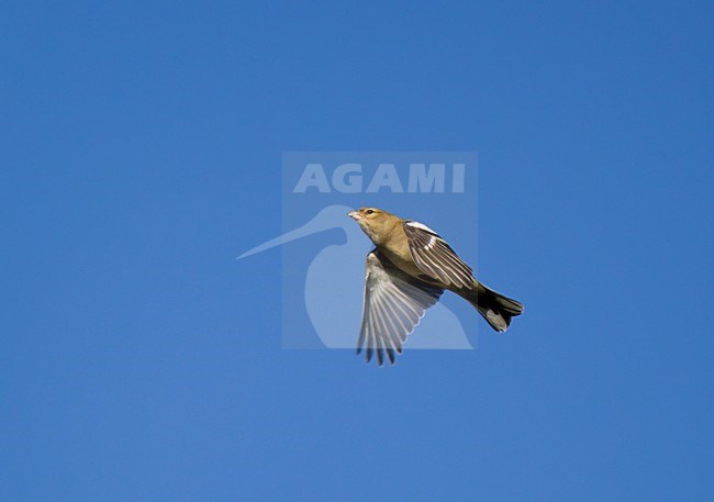 Vliegende trekkende Vink tegen blauwe lucht. Flying, migrating Common Chaffinch against blue sky. stock-image by Agami/Ran Schols,