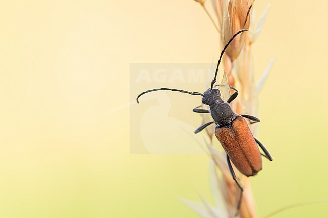 Anastrangalia reyi - Gebirgs-Halsbock, Germany (Baden-Württemberg), imago, female stock-image by Agami/Ralph Martin,