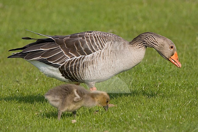 adult and juvenile Greylag Goose standing on grass; Volwassen en onvolwassen Grauwe Gans staand op gras stock-image by Agami/Marc Guyt,