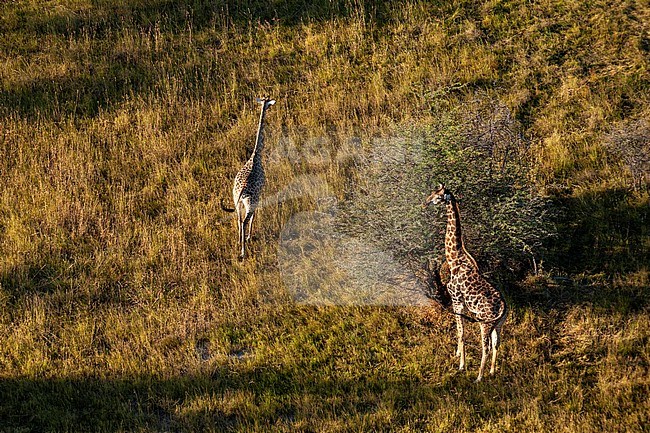 Aerial view of a pair of southern giraffes, Giraffa camelopardalis. Okavango Delta, Botswana. stock-image by Agami/Sergio Pitamitz,