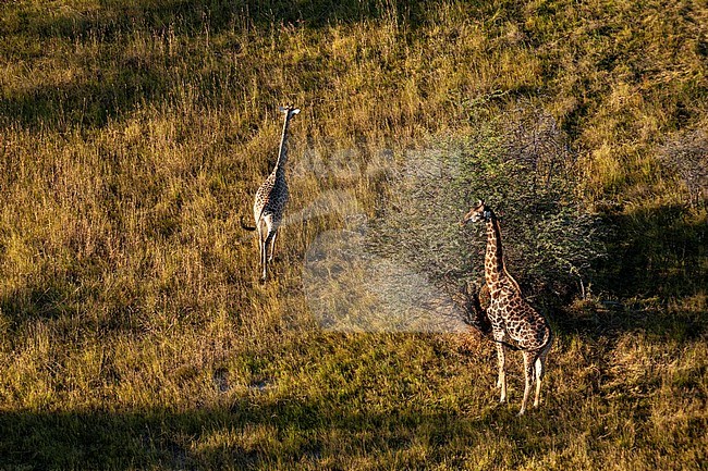 Aerial view of a pair of southern giraffes, Giraffa camelopardalis. Okavango Delta, Botswana. stock-image by Agami/Sergio Pitamitz,