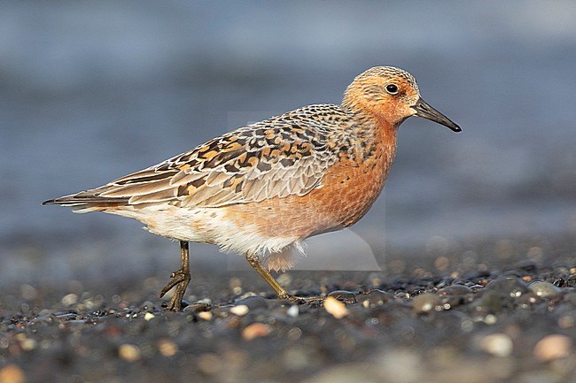 Red Knot (Calidris canutus islandica), side view of an adult standing on the shore, Northwestern Region, Iceland stock-image by Agami/Saverio Gatto,