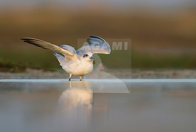 Gull-billed Tern - Lachseeschwalbe - Gelochelidon nilotica, Oman, adult, winter plumage stock-image by Agami/Ralph Martin,