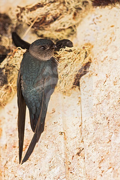 Plume-toed swiftlet (Collocalia affinis) at a nesting colony in Borneo. stock-image by Agami/Dubi Shapiro,