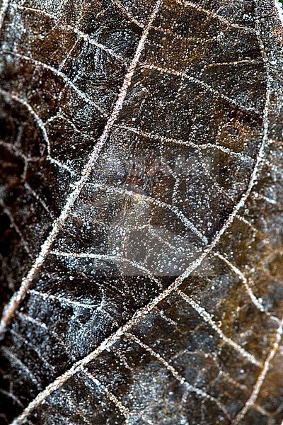 Berijpt blad, Frosted leaves stock-image by Agami/Wil Leurs,