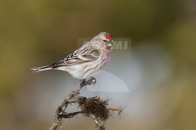 Grote Barmsijs zittend op tak; Mealy Redpoll perched on branch stock-image by Agami/Arie Ouwerkerk,