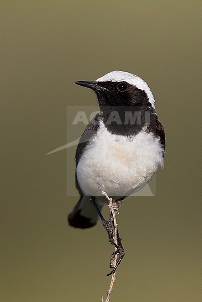 Pied Wheatear - Nonnensteinschmätzer - Oenanthe pleschanka, Kazakhstan, adult male stock-image by Agami/Ralph Martin,