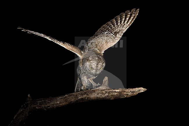 Eurasian Scops Owl (Otus scops) stock-image by Agami/Alain Ghignone,