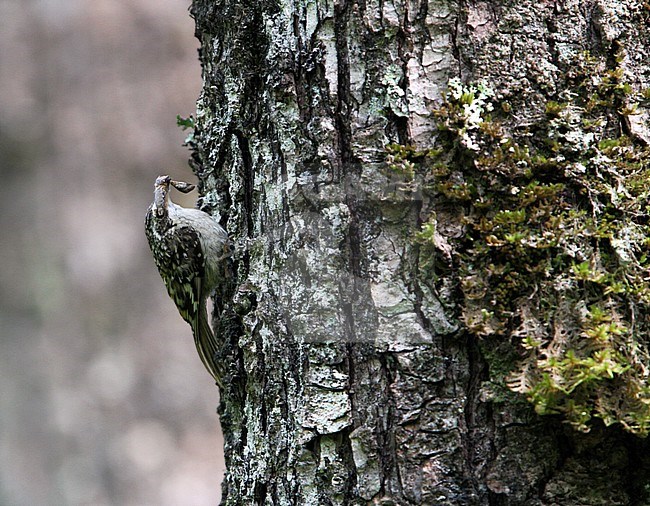 The Sichuan Treecreeper (Certhia tianquanensis) is a rare species of bird in the treecreeper family, Certhiidae.
It was described as new to science (initially as a subspecies) in 1995 from 14 specimens taken at four sites in the mountains of western Sichuan, China. In 2002, it was realized that these birds constituted a distinct species; Sichuan Treecreeper. stock-image by Agami/James Eaton,