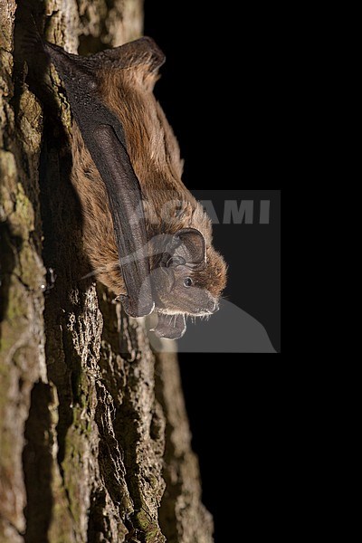 Leisler's bat is resting on a tree stock-image by Agami/Theo Douma,