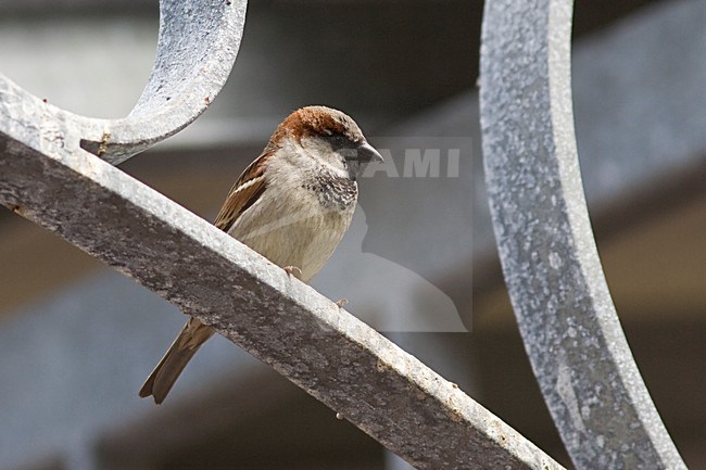 Huismus zittend op hek; House Sparrow perched on fench stock-image by Agami/Arnold Meijer,