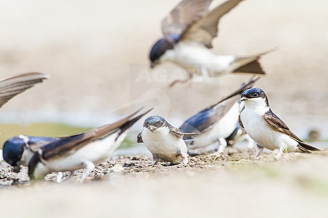 Huiszwaluw, Common House Martin, Delichon urbicum flock gathering mud for their nests stock-image by Agami/Menno van Duijn,