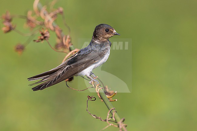 Juvenile Barn Swallow (Hirundo rustica) in Italy. stock-image by Agami/Daniele Occhiato,