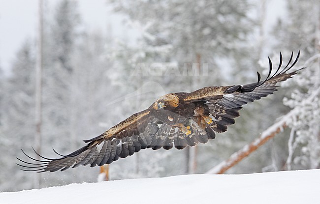 Steenarend in vlucht; Golden eagle in flight stock-image by Agami/Markus Varesvuo,