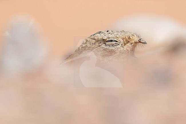 Egyptian Nightjar (Caprimulgus aegyptius saharae), close-up of an adult resting on the ground in Morocco stock-image by Agami/Saverio Gatto,