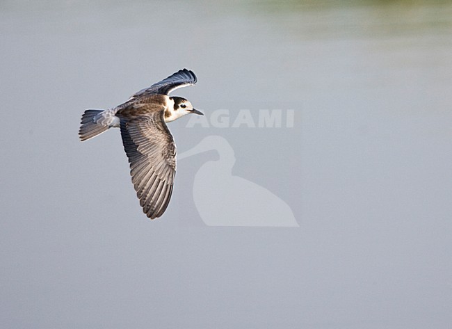 Juveniele Zwarte Stern in de vlucht; Juvenile Black Tern in flight stock-image by Agami/Marc Guyt,
