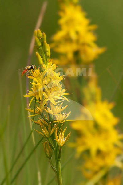 Closeup van bloeiende Beenbreek met zweefvlieg, Close-up of Bog asphodel flowers with hoverfly stock-image by Agami/Wil Leurs,