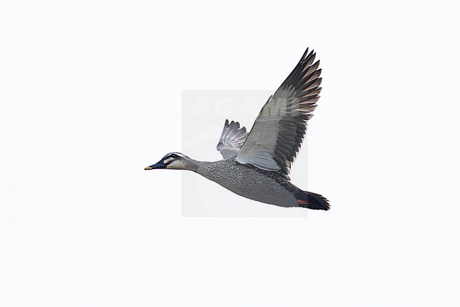 adult male Eastern Spot-billed Duck or Chinese Spot-billed Duck (Anas zonorhyncha) in flight, found in Choibalsan in Dornod Aimag in Mongolia stock-image by Agami/Mathias Putze,