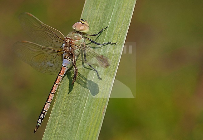 Adult male Vagrant Emperor (Anax ephippiger) with damaged wings perched on reed at the Millingerwaard in the Netherlands. stock-image by Agami/Fazal Sardar,