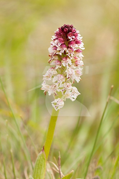Burnt Orchid; Neotinea ustulata stock-image by Agami/Theo Douma,
