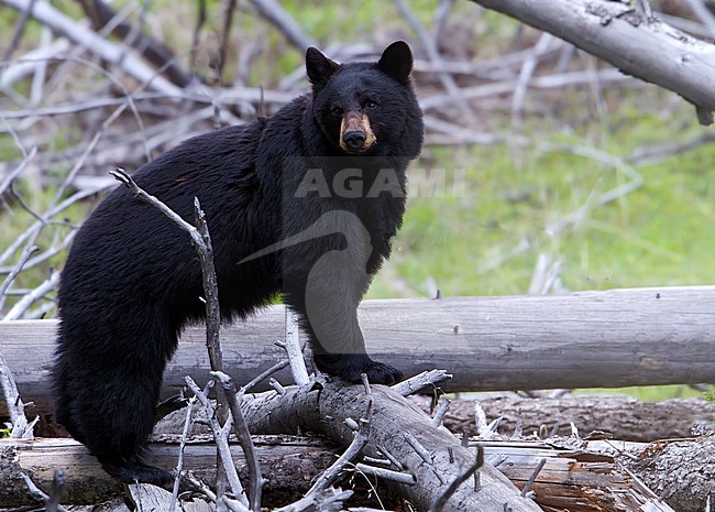 Male American Black Bear (Ursus americanus) perched on dead trees stock-image by Agami/Dubi Shapiro,