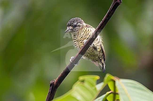 The Arrowhead Piculet is the only endemic bird found in Surinam. It is a tiny species of woodpeckers which is not uncommon. stock-image by Agami/Jacob Garvelink,