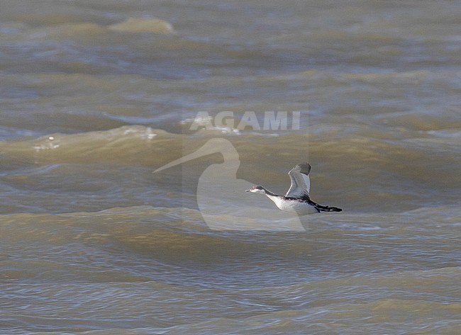 Slavonian Grebe (Podiceps auritus) in winter plumage showing underwing during flight stock-image by Agami/Edwin Winkel,