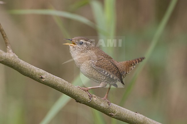 Winter Wren singing; Winterkoning zingend stock-image by Agami/Daniele Occhiato,