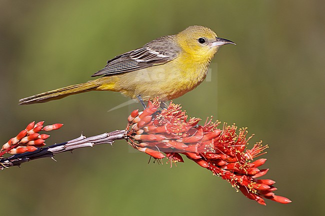 Adult female 
Pima Co., AZ 
April 2011 stock-image by Agami/Brian E Small,
