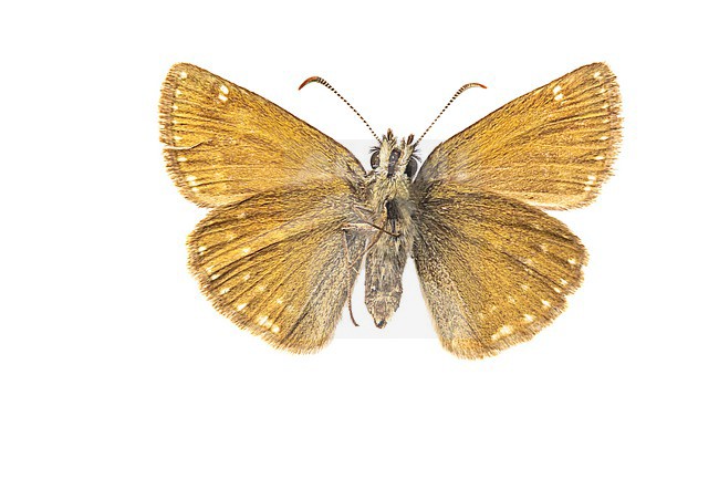 Dingy Skipper, Bruin Dikkopje, Erynnis tages stock-image by Agami/Wil Leurs,