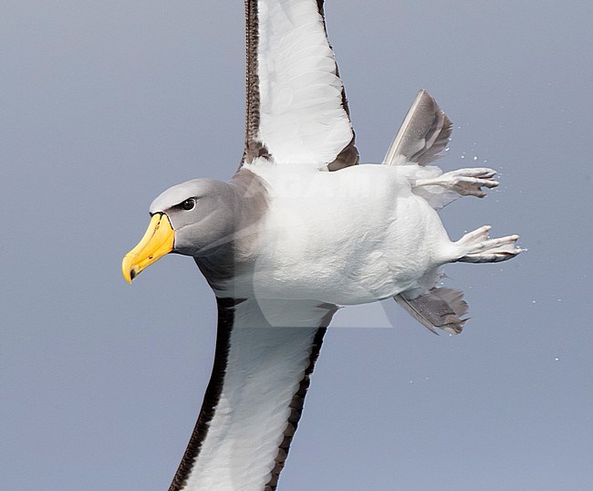 Chatham Albatross (Thalassarche eremita) in flight near its only breeding ground, the Pyramid, a large rock stack in the Chatham Islands, New Zealand.It is the smallest member of the shy albatross group. stock-image by Agami/Marc Guyt,