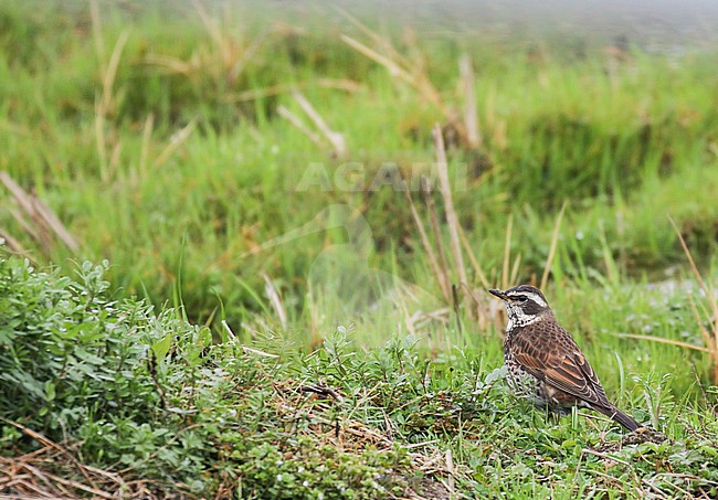Bruine Lijster, Dusky Thrush, Turdus eunomus stock-image by Agami/Pete Morris,