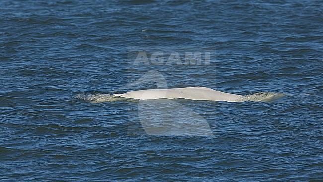 Beluga Whale (Delphinapterus leucas) swimming off Oostende, West Flanders, Belgium. stock-image by Agami/Vincent Legrand,