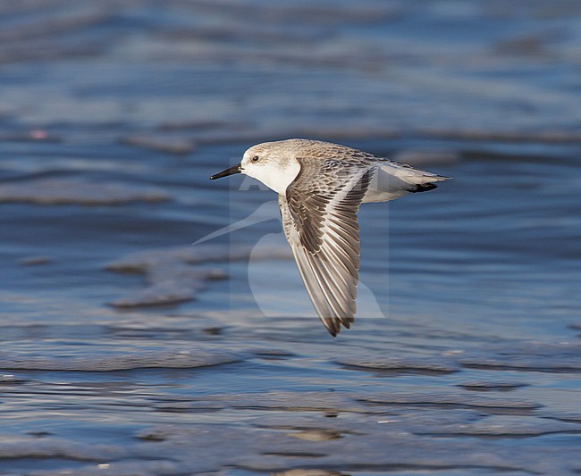 Drieteenstrandloper, Sanderling, Calidris alba stock-image by Agami/Arie Ouwerkerk,