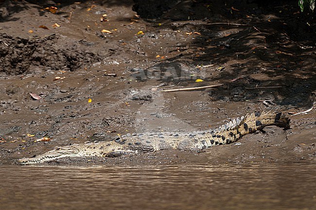 An American crocodile, Crocodylus acutus, basking on a river bank. Palo Verde National Park, Costa Rica. stock-image by Agami/Sergio Pitamitz,