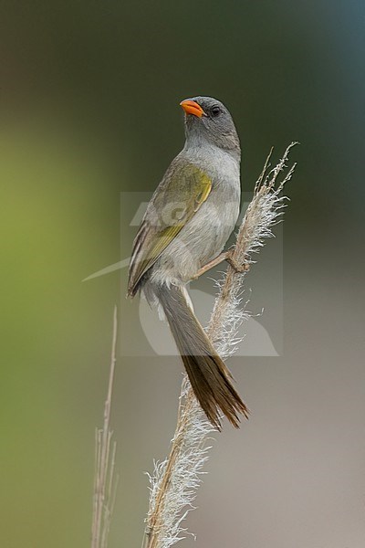 Great Pampa-Finch (Embernagra platensis) Perched  on top of reeds Argentina stock-image by Agami/Dubi Shapiro,