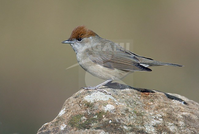 Vrouwtje Zwartkop; Female Eurasian Blackcap stock-image by Agami/Markus Varesvuo,
