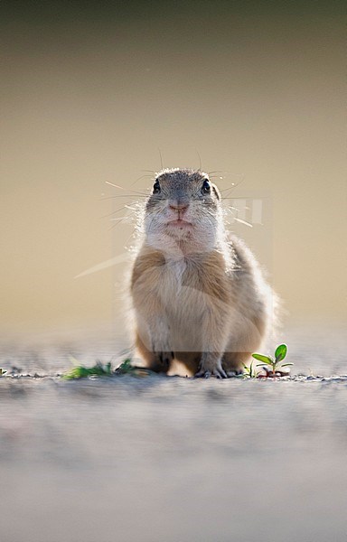 European Souslik (Spermophilus citellus) in Hungary. Also known as European ground squirrel. stock-image by Agami/Han Bouwmeester,