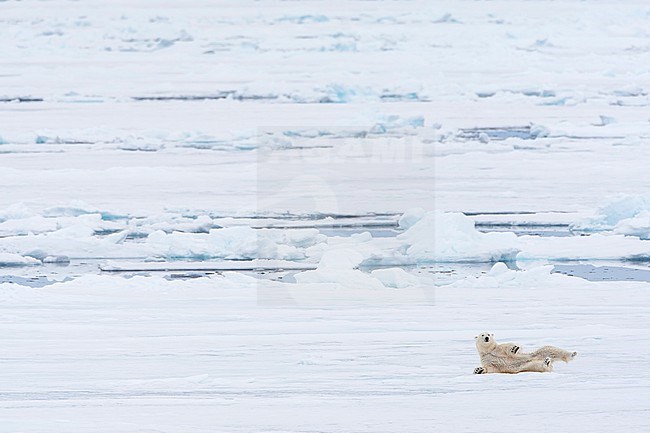 Polar Bear (Ursus maritimus) standing on drift ice north of Svalbard, arctic Norway. stock-image by Agami/Marc Guyt,