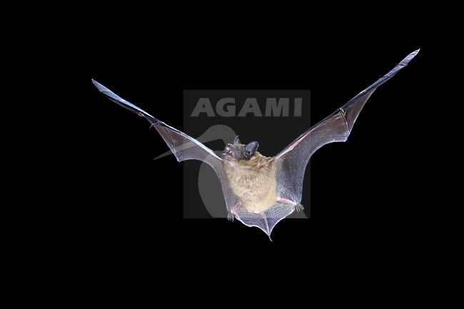 Laatvlieger in de vlucht; Serotine Bat in flight stock-image by Agami/Theo Douma,