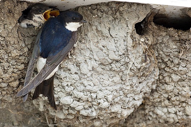 House Martin at nest stock-image by Agami/Wil Leurs,