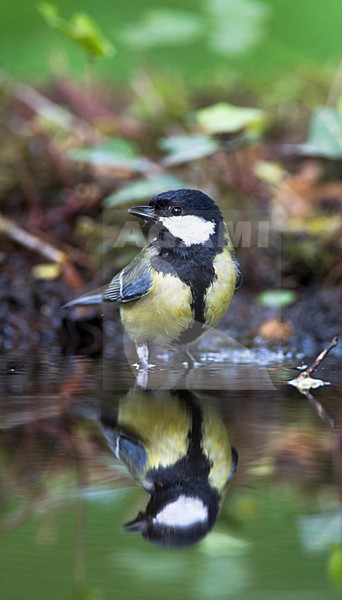 Koolmees staand in water, Great Tit perched in water stock-image by Agami/Roy de Haas,