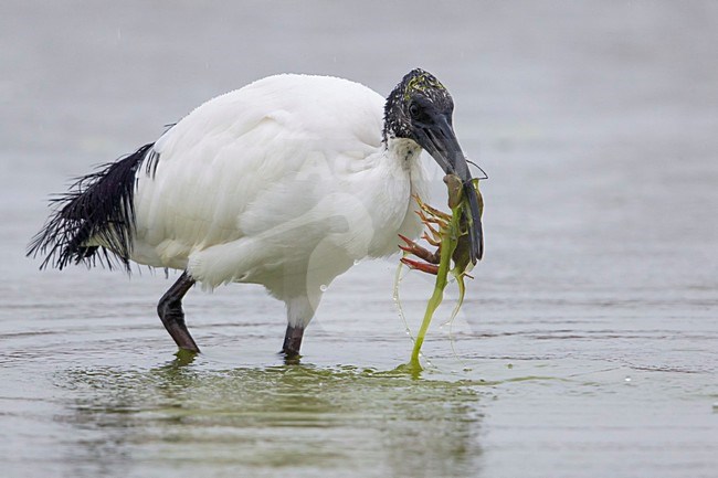 Heilige Ibis; Sacred Ibis stock-image by Agami/Daniele Occhiato,