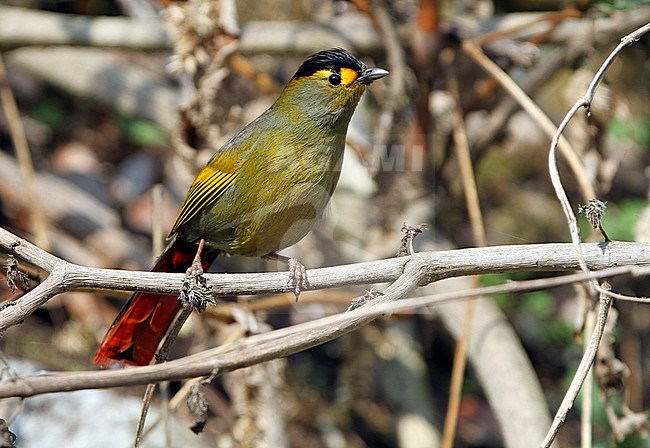 First spotted in 1995 in Arunachal Pradesh, India, the Bugun Liocichla was described as a new species in 2006. stock-image by Agami/James Eaton,