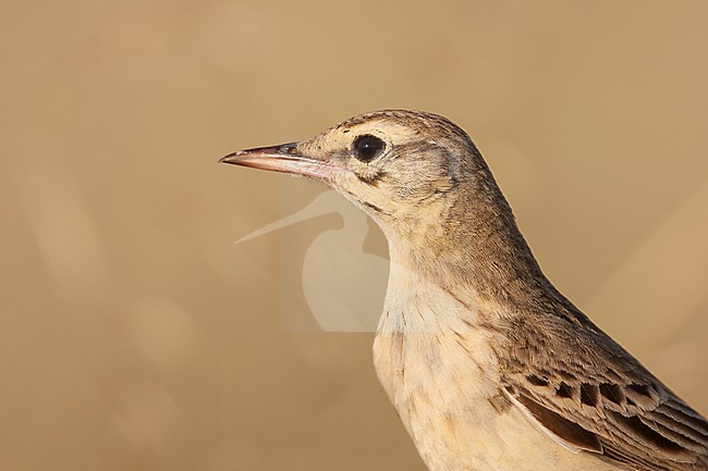 Tawny Pipit, Duinpieper, Anthus campestris ssp. campestris, Croatia, adult stock-image by Agami/Ralph Martin,