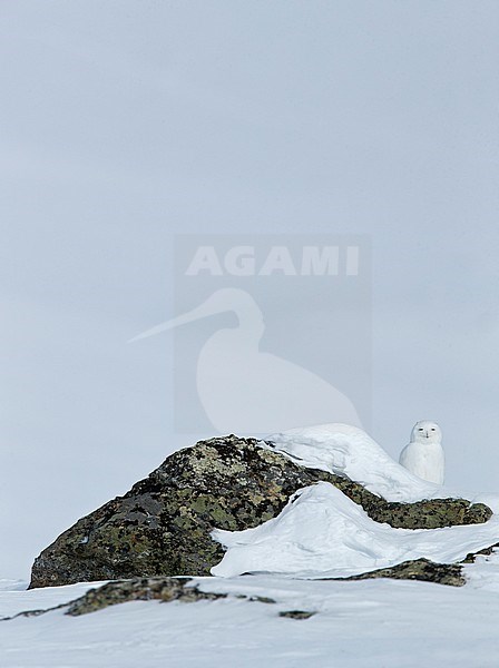 Snowy Owl (Nyctea scandiaca) Utsjoki Finland April 2013 stock-image by Agami/Markus Varesvuo,