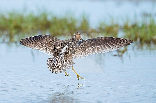 Adult in transition to breeding
Galveston Co., TX
April 2023 stock-image by Agami/Brian E Small,