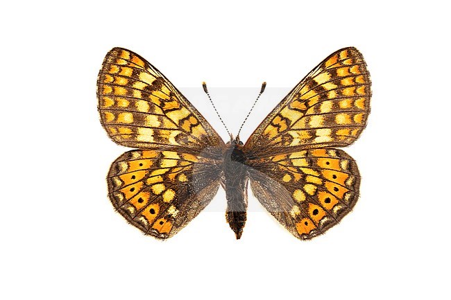 Marsh Fritillary, Moerasparelmoervlinder, Euphydryas aurinia stock-image by Agami/Wil Leurs,